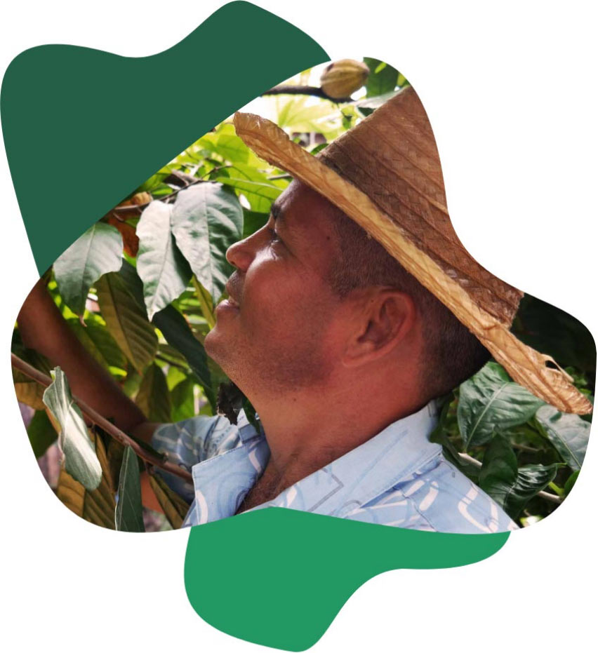HERZA Produkte Bio Kakaobauer mit Hut bei der Ernte einer Kakaofrucht