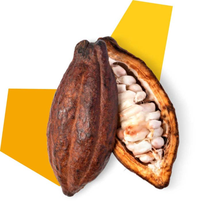 herza-startseite-qualitaet Aufgeschnittene Kakaofrucht