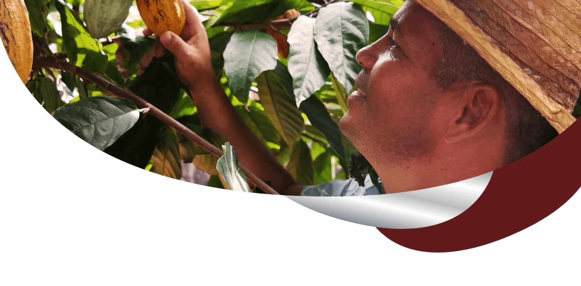 HERZA Verantwortung Bio Kakaobauer mit Hut bei der Ernte einer Kakaofrucht