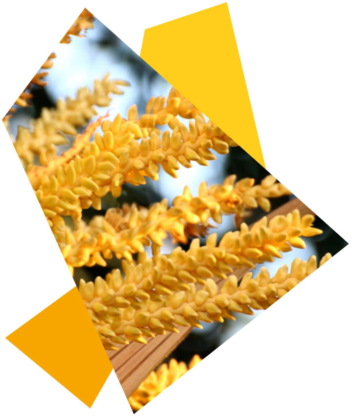 pressemitteilung-fruchtig-oder-würzig Nahaufnahme einer gelben Kokosblüte