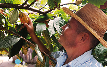 Kakaobauer mit Hut bei der Ernte einer Kakaofrucht